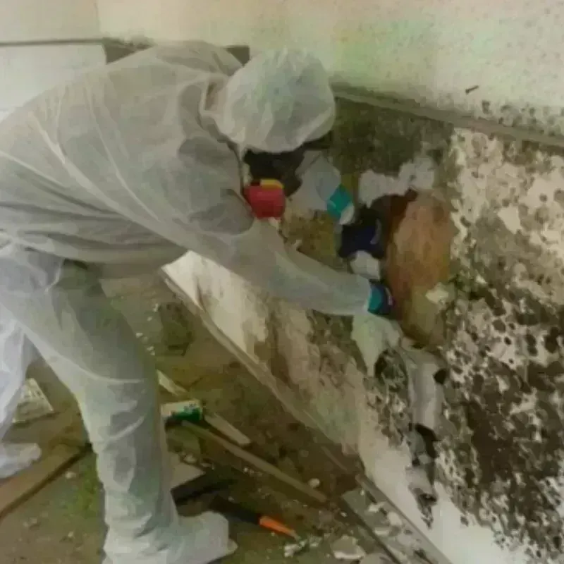 Mold Remediation and Removal in White City, UT